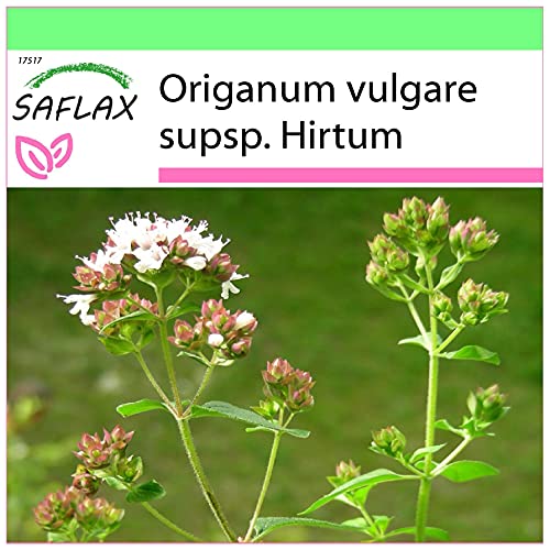 SAFLAX - Orégano griego - 600 semillas - Origanum vulgare
