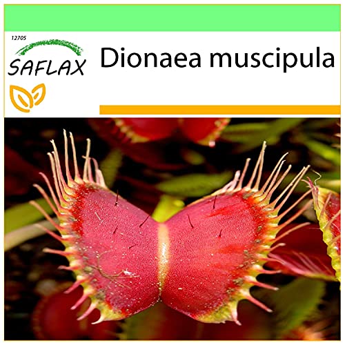 SAFLAX - Venus atrapamoscas - 10 semillas - Dionaea muscipula