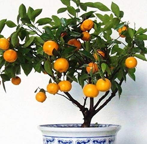 KINGDUO 30Pcs Comestible Fruta Mandarina Bonsai Árbol De Semillas De Cítricos Semillas Bonsai...