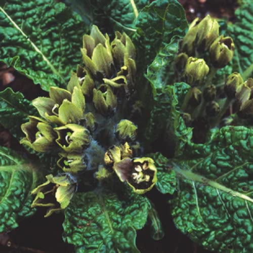 Plant World Seeds - Mandragora Officinarum (mandrake) Seeds