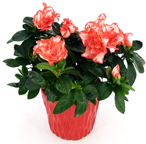 Azalea Matiss - Maceta de cerámica roja, planta de interior/exterior, planta auténtica