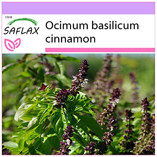 SAFLAX - Albahaca canela - 200 semillas - Ocimum basilicum