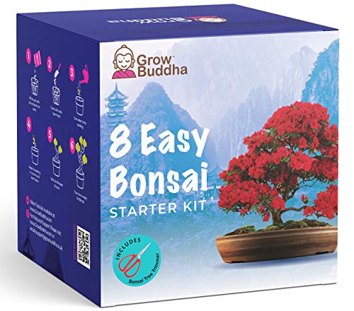 Bonsai Tree Kit Cultiva tus propias 8 hermosas variedades de árboles bonsai en casa Kit de cultivo...