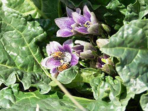 Portal Cool 10 Semillas Mandrake Negro - Mandragora Autumnalis - Botánico La curiosidad Samen