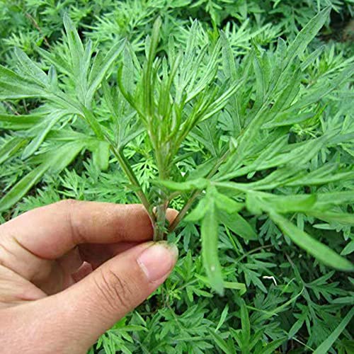 Katolang Semillas Heirloom Green Gardening Gift Artemisia Annua Semillas para al Aire Libre