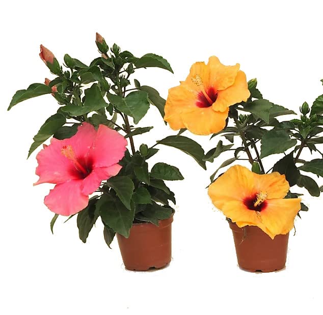 Duo Hibiscus Rosa-Sinensis | DECOALIVE | Plantas Naturales con Flores | Colores Variados