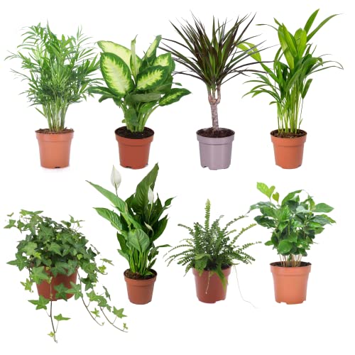 Jungle Pack DECOALIVE Set de 8 Plantas de Interior Naturales Todas Diferentes