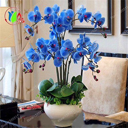 Bonsai semillas de orquídeas mariposa azul rara orquídea Phalaenopsis Hermosa 100 PCS