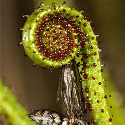 Pinkdose Multiforme Nepenthes Planta carnívora Dionaea Bonsai gigante Clip atrapamoscas de Venus de...