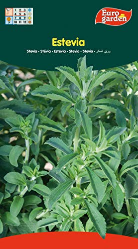 Eurogarden - Semillas Aromáticas para cultivar. (Estevia)