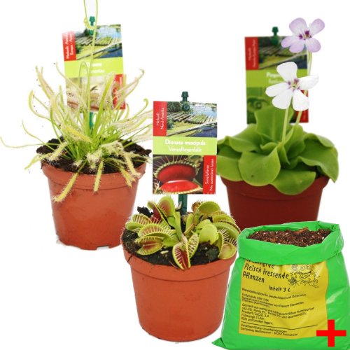Exotenherz - Set de iniciación Plantas carnívoras - 3 plantas + Suelo especial