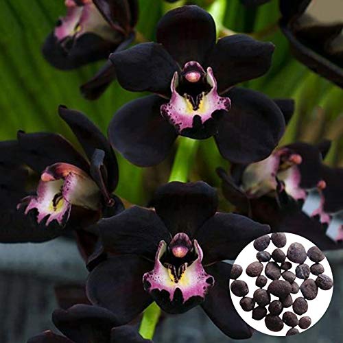 Benoon Semillas De Orquídeas, 300Pcs / Bolsa Semillas De Orquídeas Semillas De Flores De Jardín...