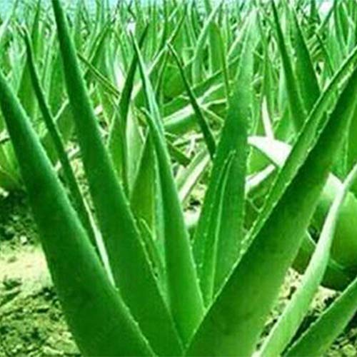 120 Unids Semillas De Aloe Vera Plantas Suculentas De Hierbas Comestibles Home Garden Bonsai Decor...