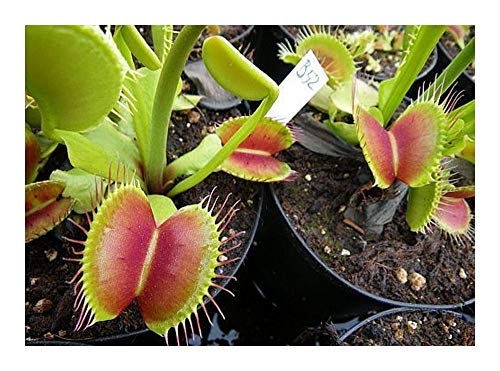 Exotic Plants Dionaea muscipula B52 - dionea atrapamoscas o Venus atrapamoscas - 5 semillas