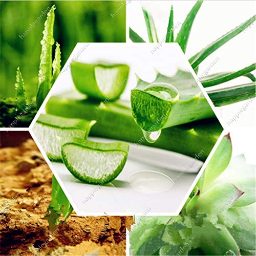 Generic Fresh 300Pcs Semillas de aloe vera verdes para plantar en verde 1