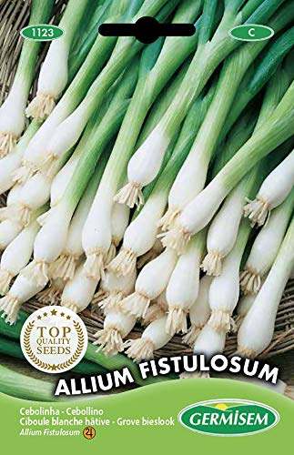 Germisem Allium Fistulosum Semillas de Cebollino 2 g, EC1123