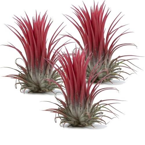 DECOALIVE Set de 3 Plantas del Aire Rojas Tres Tillandsias de Color Rojo