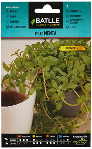 Poleo Menta - Mentha pulegium