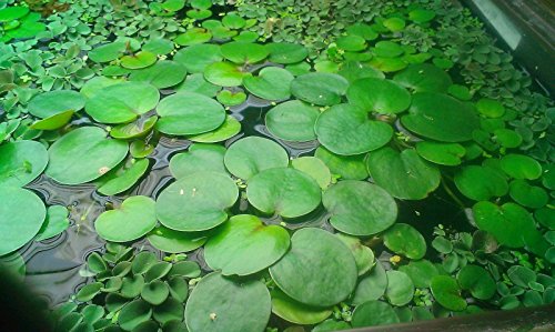 Conjunto de plantas flotantes - 25 piezas - para un estanque o acuario