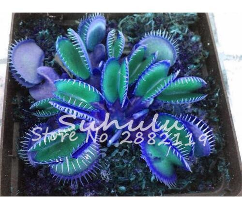 10 piezas Azul exótico Semilla de plantas insectívoras Las suculentas Dionaea Bonsai Semilla Venus...