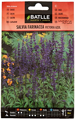 Salvia farinacea Victoria azul