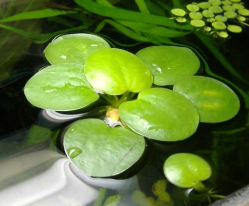 6 plantas de Amazon Frogbit (Limnobium laevigatum), flotantes, vivas para acuario, tamaño mediano