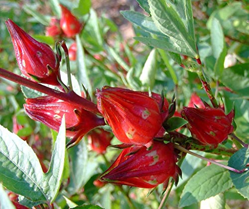 Hibiscus sabdariffa, Hibisco Rosella, de rápido Crecimiento y floración, 10 Semillas