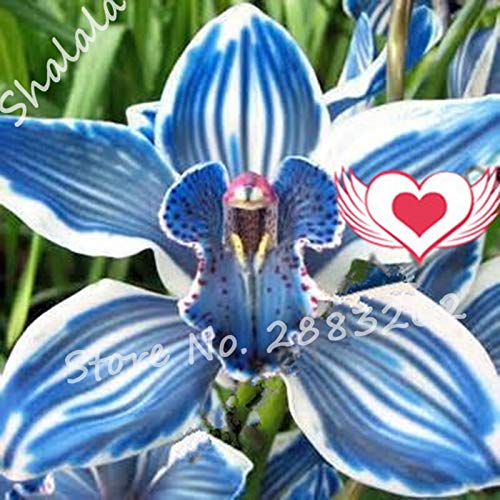 3.28 Nuevo 100 Unids Orquídea Cymbidium Azul Chino Balcón Semillas de Bonsai Semillas de Flores de...