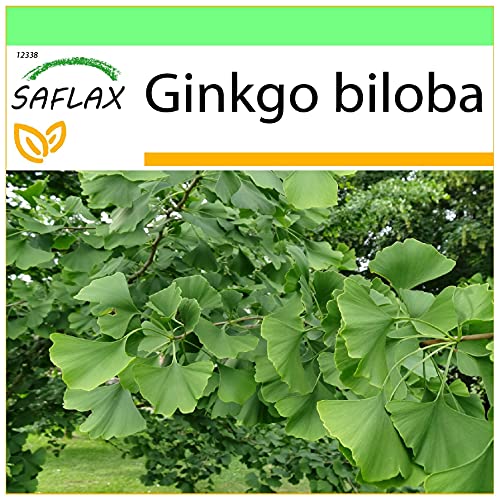 SAFLAX - Árbol de los escudos - 4 semillas - Ginkgo biloba
