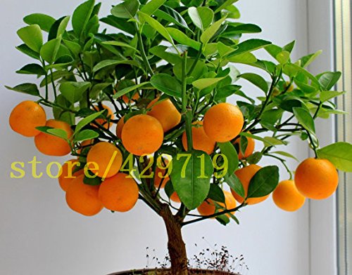 20 piezas bonsai semillas de naranja Mini árboles bonsai en maceta Balcón Patio árboles de frutas...