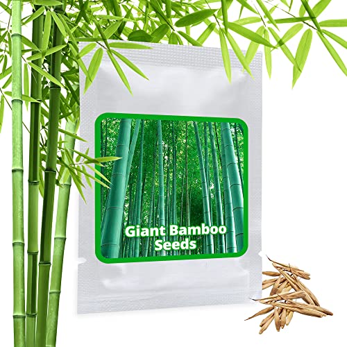 BAMBÚ GIGANTE MOSO 60 semillas - Phyllostachys pubescens - „El rey de los bambúes“