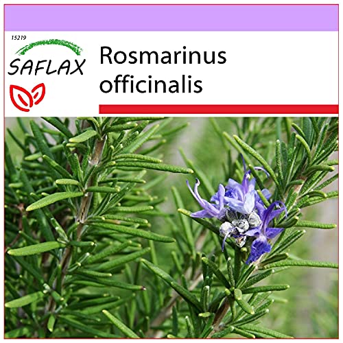 SAFLAX - Romero - 100 semillas - Rosmarinus officinalis