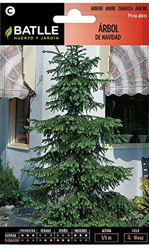 Arbol de Navidad - Picea abies