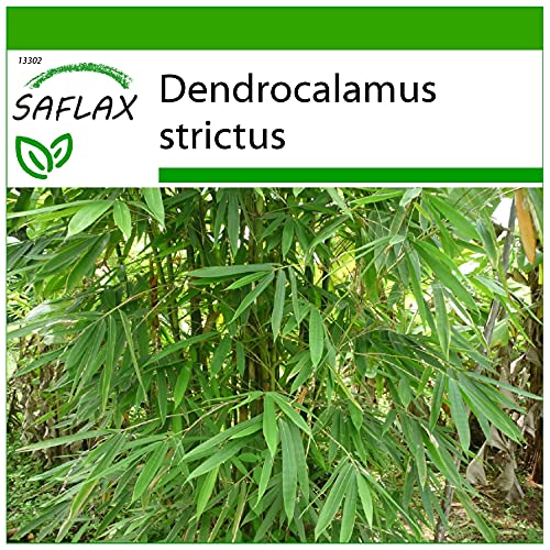 SAFLAX - Bambú de Calcuta - 50 semillas - Con sustrato estéril para cultivo - Dendrocalamus...