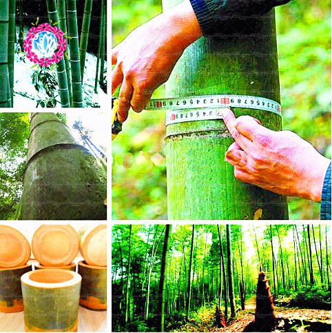 semillas de árboles de bambú Bambusa Lako semillas 40pcs gigantes raros gigantes MOSO negro...