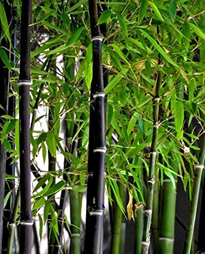 Phyllostachys nigra - bambú negro - 100 semillas