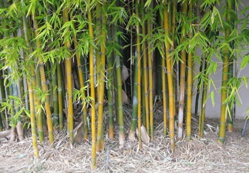 Semillas SwansGreen Bonsai Imber de bambú con las Instrucciones - Bambusa oldhamii decoración del...