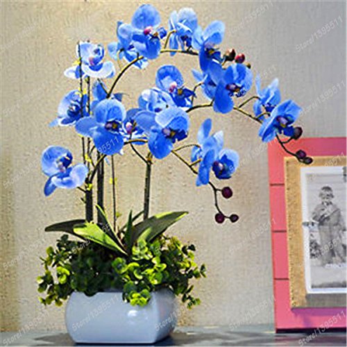 Las semillas de la orquídea Bonsai azul de la mariposa rara orquídea Phalaenopsis Hermosa 100 PCS