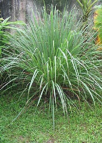 Tropica - Plantas - Lemon Grass (Cymbopogon flexosus) - 100 Semillas
