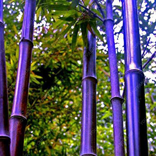 50pcs / plantas bolsa azul de bambú, semillas de bambú, semillas de bambú MOSO, Phyllostachys...