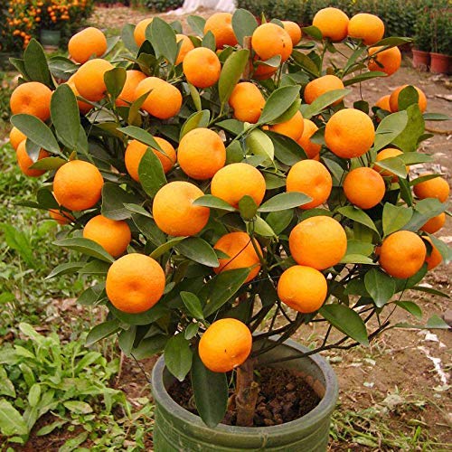 Las Semillas de germinación: 30 Semillas Mandarino Mandarinas Comestibles comestibles Semillas de...