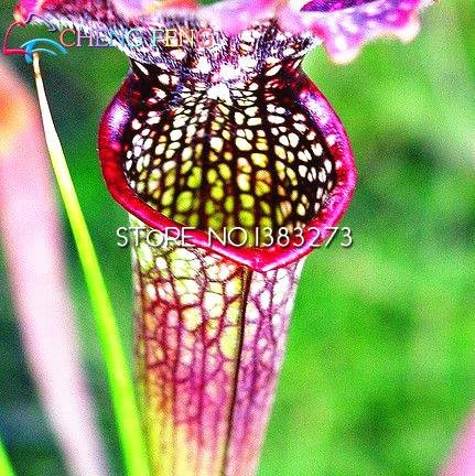 10pcs púrpura planta de jarra del Sarracenia purpurea Las semillas de flor de la planta carnívora...