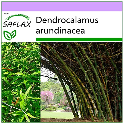 SAFLAX - Bambú de interior - 50 semillas - Dendrocalamus arundinacea
