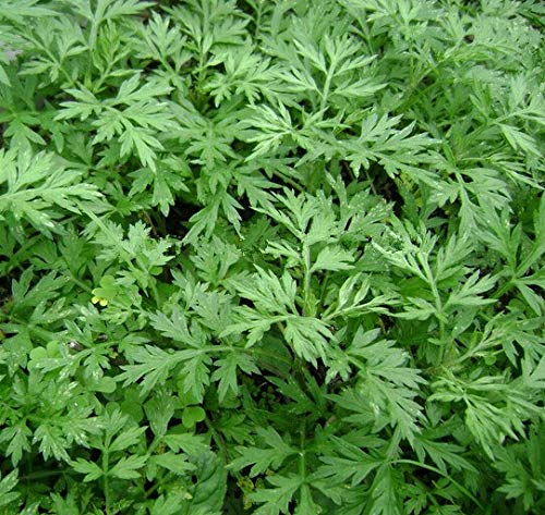 Pinkdose Nuevo Hogar Jardín Planta 100 Artemisia annua - Un año de artemisa envío gratuito